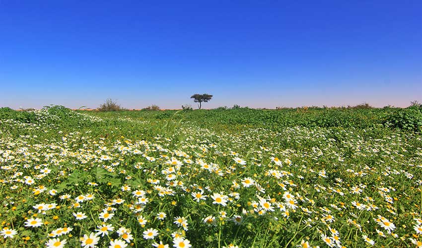 روضة التنهات.. ربيع في حضن الدهناء 