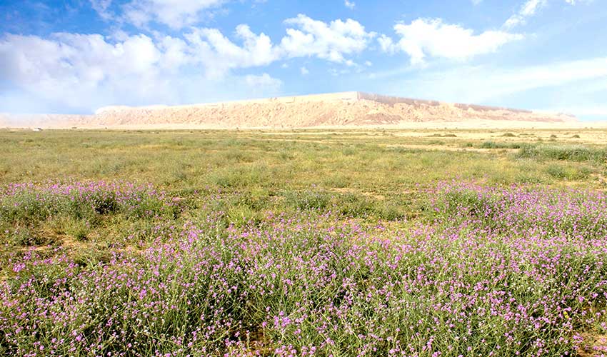 روضة الخفس.. بساط فردوسي فوق رمال